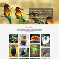 响应式鸟类大全图片HTML5整站模板